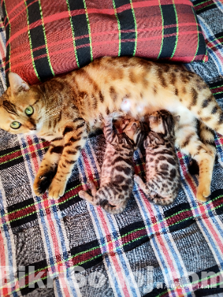 Bengal Cat Male Famle Kitten